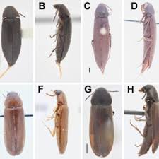 Attēlu rezultāti vaicājumam “Melandryidae”
