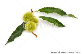 Attēlu rezultāti vaicājumam “Castanea sativa  fruit”