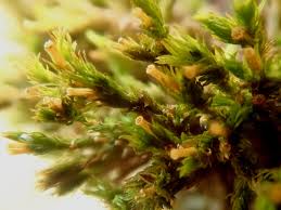 Attēlu rezultāti vaicājumam “Orthotrichum speciosum sporophyte”