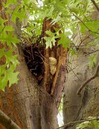 Attēlu rezultāti vaicājumam “Aurantiporus fissilis”