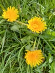 Attēlu rezultāti vaicājumam “Taraxacum officinale aggr. fruit”