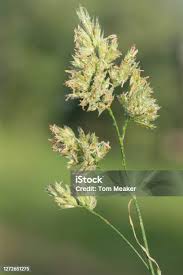Attēlu rezultāti vaicājumam “Laserpitium latifolium flower”