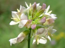 Attēlu rezultāti vaicājumam “Medicago x varia”