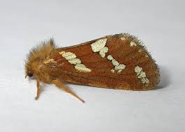 Attēlu rezultāti vaicājumam “Phymatopus hecta”