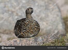 Attēlu rezultāti vaicājumam “Lagopus lagopus female”