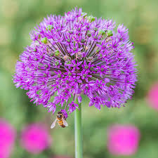 Attēlu rezultāti vaicājumam “Allium holandicum”