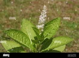 Attēlu rezultāti vaicājumam “Phytolaccaceae”