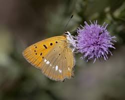 Attēlu rezultāti vaicājumam “Lycaena virgaureae”