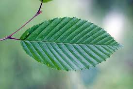 Attēlu rezultāti vaicājumam “Carpinus betulus leaf”