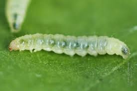 Attēlu rezultāti vaicājumam “Gracillaria syringella larva”