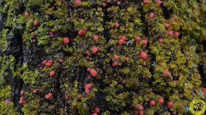 Attēlu rezultāti vaicājumam “Illosporiopsis christiansenii”