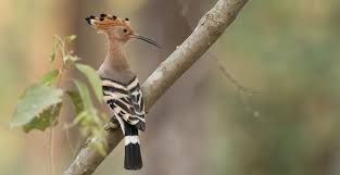 Image result for hoepoe