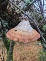 Attēlu rezultāti vaicājumam “Piptoporus betulinus”