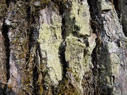 Attēlu rezultāti vaicājumam “Pertusaria flavida”