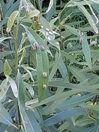 Attēlu rezultāti vaicājumam “Pontania proxima”