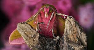 Attēlu rezultāti vaicājumam “Anania lancealis”