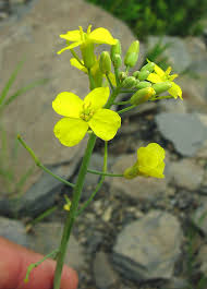 Attēlu rezultāti vaicājumam “Brassica napus flower”