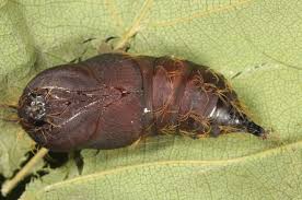 Attēlu rezultāti vaicājumam “Lymantria monacha pupa”