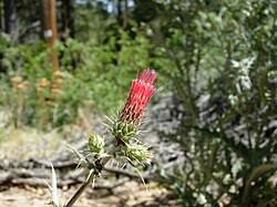 Attēlu rezultāti vaicājumam “Cirsium acaule fruit”