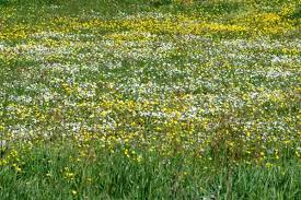 Attēlu rezultāti vaicājumam “Neophilaenus lineatus”