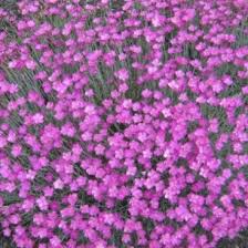 Image result for Dianthus gratianopolitanus