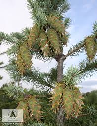 Attēlu rezultāti vaicājumam “Pseudotsuga menziesii var. glauca”