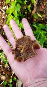 Attēlu rezultāti vaicājumam “Stemonitopsis hyperopta var. landewaldii”