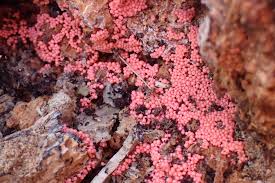 Attēlu rezultāti vaicājumam “Arcyria denudata spores”