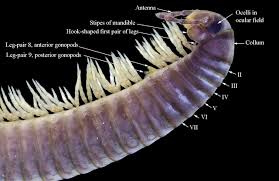 Attēlu rezultāti vaicājumam “Ommatoiulus vilnensis”