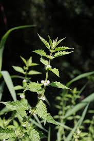 Attēlu rezultāti vaicājumam “Lycopus europaeus flower”
