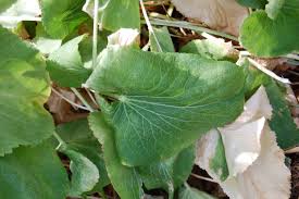 Attēlu rezultāti vaicājumam “Erysimum hieracifolium leaf”