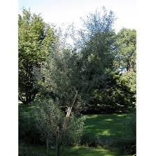 Attēlu rezultāti vaicājumam “Salix alba var. sericea”