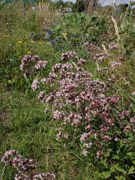 Attēlu rezultāti vaicājumam “Origanum vulgare flower”