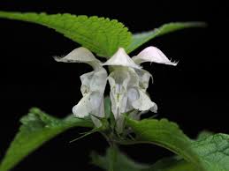 Attēlu rezultāti vaicājumam “Lamium album flower”