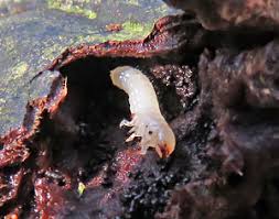 Attēlu rezultāti vaicājumam “Bolitophagus reticulatus larva”
