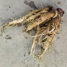 Attēlu rezultāti vaicājumam “Arctium lappa fruit”