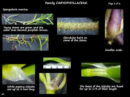 Attēlu rezultāti vaicājumam “Spergularia marina leaf”