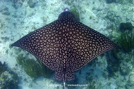 Image result for Aetobatus narinari