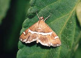 Attēlu rezultāti vaicājumam “Crambidae”