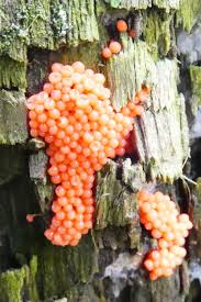 Attēlu rezultāti vaicājumam “Comatricha fragilis stalked”