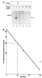 Image result for Calne Alpha 4