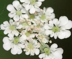 Attēlu rezultāti vaicājumam “Torilis japonica leaf”