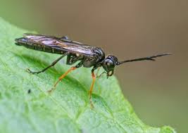Attēlu rezultāti vaicājumam “Tenthredo mandibularis”