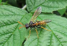 Attēlu rezultāti vaicājumam “Tenthredo scrophulariae”