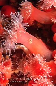 ผลการค้นหารูปภาพสำหรับ strawberry anemone