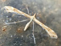 Attēlu rezultāti vaicājumam “Gillmeria pallidactyla”