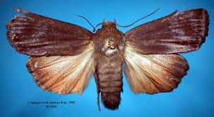 Attēlu rezultāti vaicājumam “Amphipyra livida”