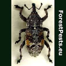 Attēlu rezultāti vaicājumam “Pissodes castaneus”