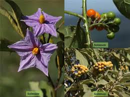 Attēlu rezultāti vaicājumam “Solanaceae”