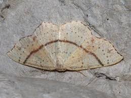 Attēlu rezultāti vaicājumam “Cyclophora punctaria”